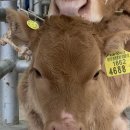 가축인공수정소 이미지