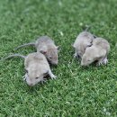 펫엔글라이더본점&로던트클럽 광주 이미지