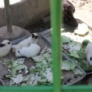 산촌 누룽지 닭백숙 이미지