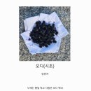 오디 - 원주시 양지뜰3길 19 | 오디