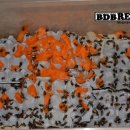 천마리농장 이미지