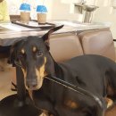 해피치 애견카페 | 서울 애견카페 독산동 해피치 다녀왔어요