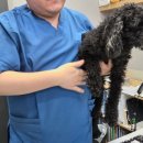 옥길아라동물의료센터 이미지