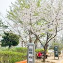 중랑천 뚝방길 (옥외30) | 서울 벚꽃 중랑천 둘레길 벚꽃 개화 만개 후기 + 주차