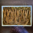 5-6년근 산양산삼 대-특대 사이즈 15뿌리 추석 선물세트 (예약 구매 가능) 이미지