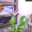 꽃봉우리 이미지