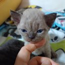 난니꼬양 이미지