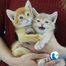 강남고양이분양 스타돌스 이미지