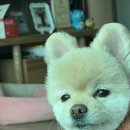 몽이네컷 이미지