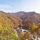 단풍