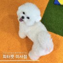 피터펫 | 하남 미사 신상 애견카페 ‘피터펫 미사점’ 내돈내산 후기 (어질리티, 파티룸, 포토존)