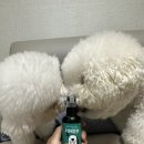 주식회사 미미펫 네이버블로그