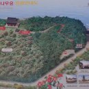 서천 마량리 동백나무 숲 이미지