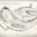 오징어를 냠냠하는 Killer Sperm Whale &amp; 뒤에서 입맛 다시는 메갈이....... 이미지