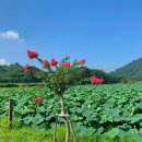 생태습지 이미지