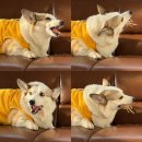 누렁이야식 | 오늘도 행복한 치치의 추이추이 생활,,☕️🥐(1/26-2/1)