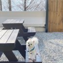 밍키애견마트