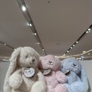 ETTOI 에뜨와 오비디자인스 버니 애착인형 내돈내산 구매 후기