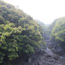 제주 도순리 녹나무 자생지 이미지