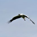 서산의 황새(Stork) 이미지