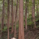 화인애견 이미지