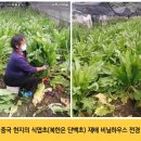 슈퍼푸드