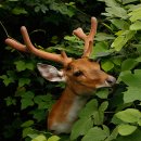 사슴은 꽃이었다 이미지