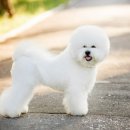 프리제(frise) 이미지