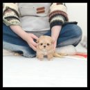 유앤미펫 강아지분양 고양이분양 시흥점 이미지