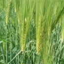 보리타작 이미지