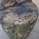 개미통나무 이미지