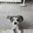 현대웰동물병원 이미지