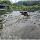굿데이독 케어센터 이미지