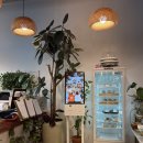 스톤플랜트 | 춘천 스톤플랜트 카페 : 제주감성 식물들과 힐링🌿