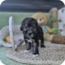 우리집 댕댕이 | 남동구베들링턴테리어분양 귀여운 댕댕이 만나고 왔어요 YOMIPET 후기