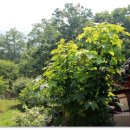 연꽃세상경로식당 이미지