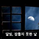 달빛양이 이미지