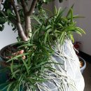 고성초등학교 이미지