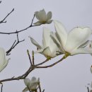 대한민국상이군경회화순군지회 이미지