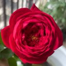 Peony(피오니)
