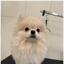 일산애견호텔 강아지유치원 맘바이일산점 이미지