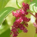 아마란스 이미지