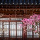 매화2길 이미지