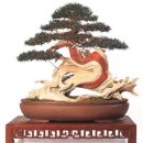 우리분재 이미지