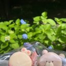 머랭퀸 이미지