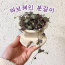 하트덩쿨 | 러브체인 키우기 물주기와 햇빛, 하트가 데롱데롱 줄식물 예쁘게 키우는 방법