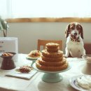 반려동물수제간식창업 이미지