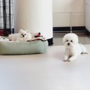 소중한 댕 이미지