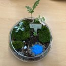 반려식물 테라리움 만들기 | 북구 농소1동도서관 다정한 반려식물 만들기 – 테라리움 활동