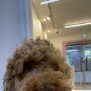 몽블리스 이미지